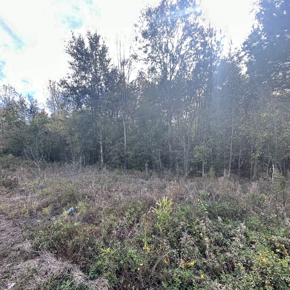 Overgrown brush lot before clearing